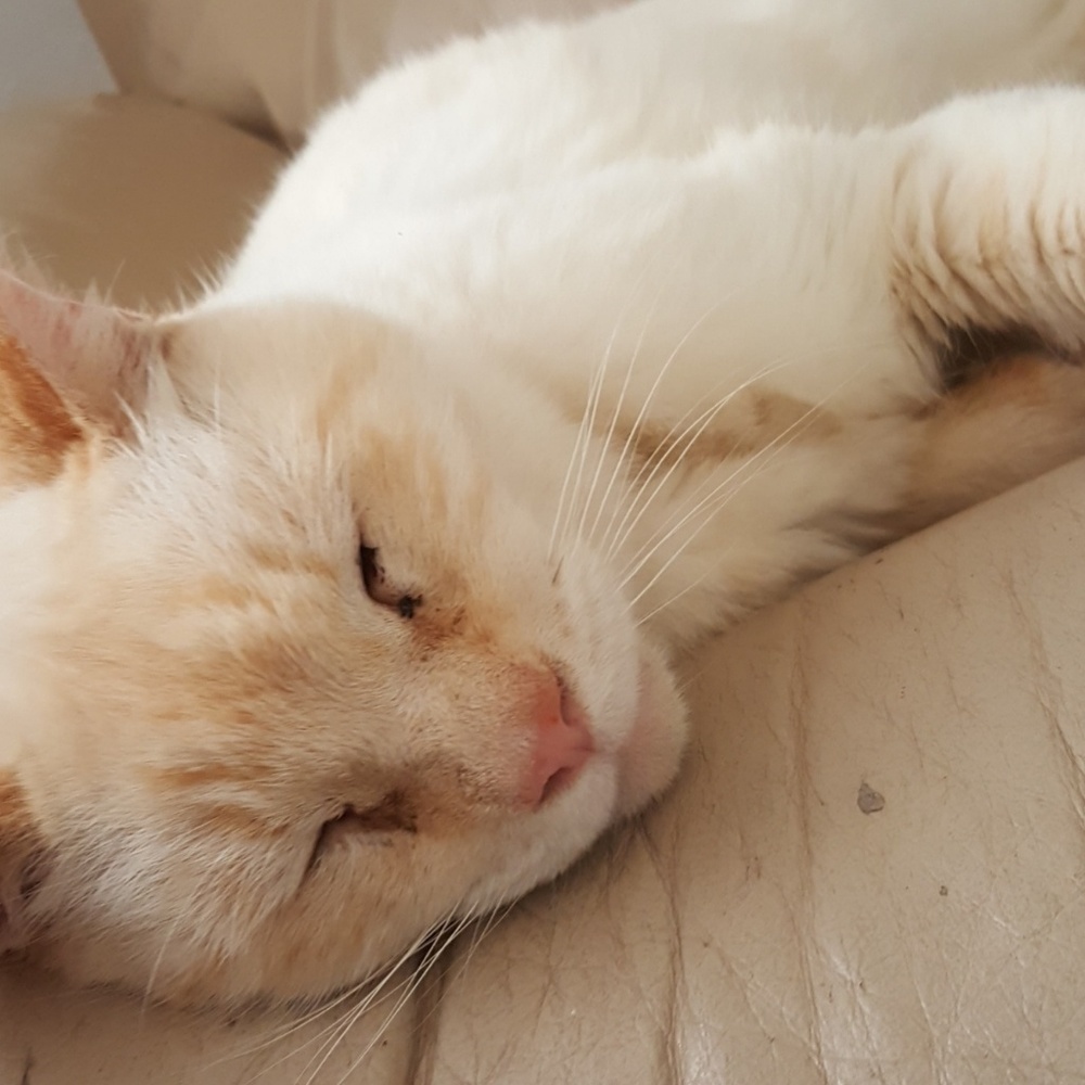 Meet your Posher, Cozette